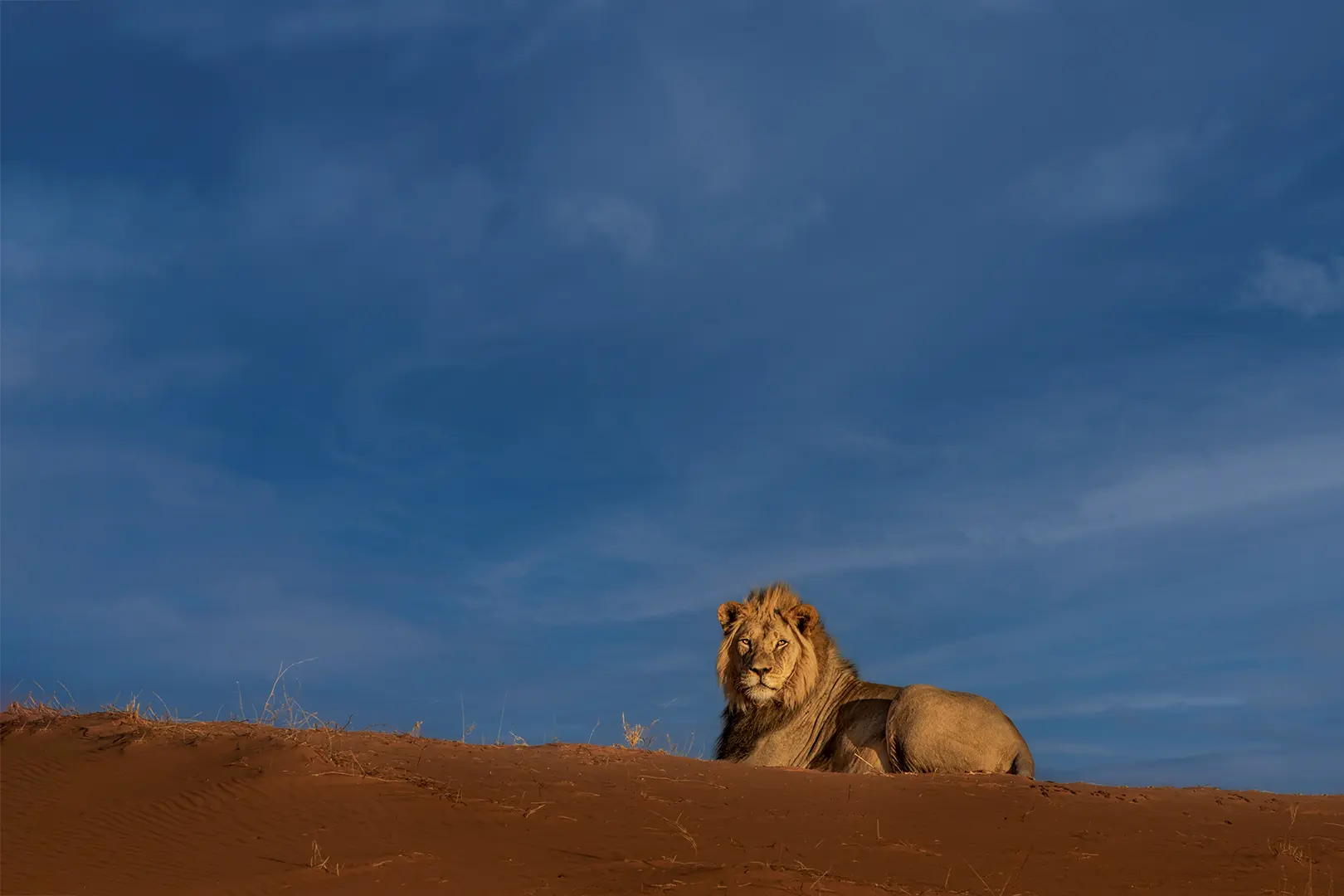 lion and the sky