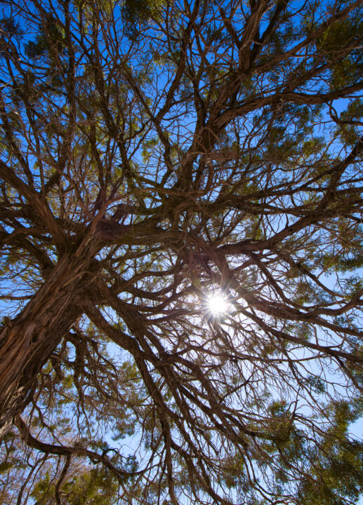 light leaking through tree branches