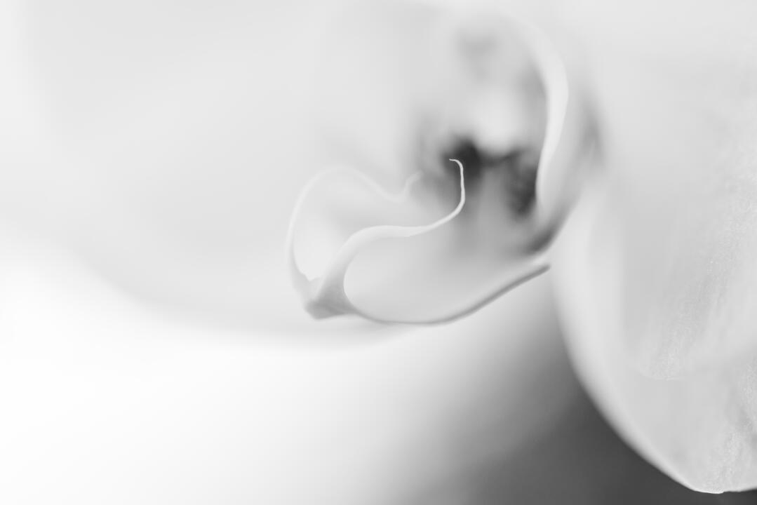 black and white elegant closeup flower