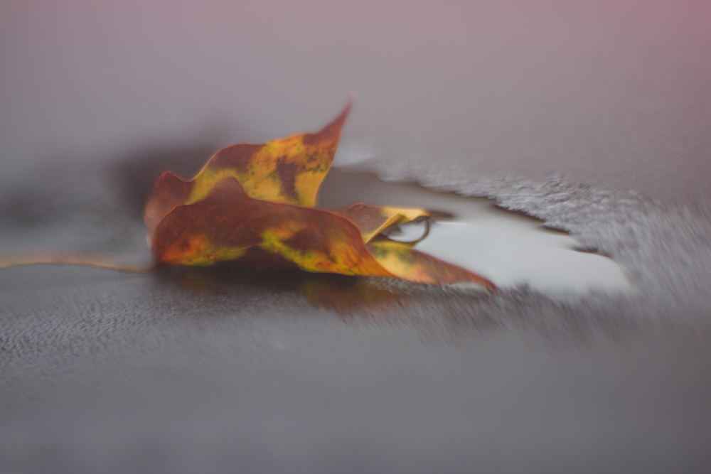 freelensing leaf