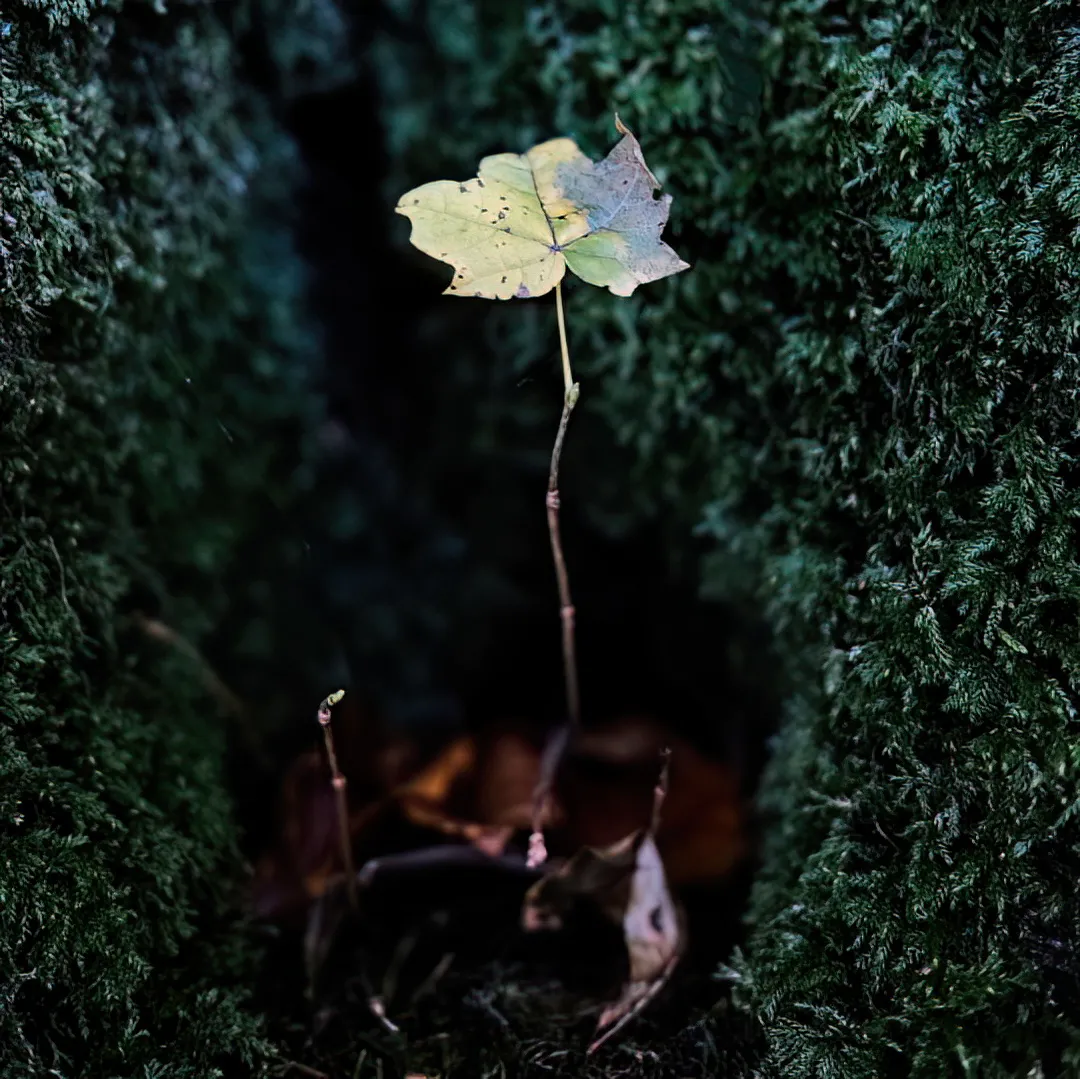 delicate yellow leaf