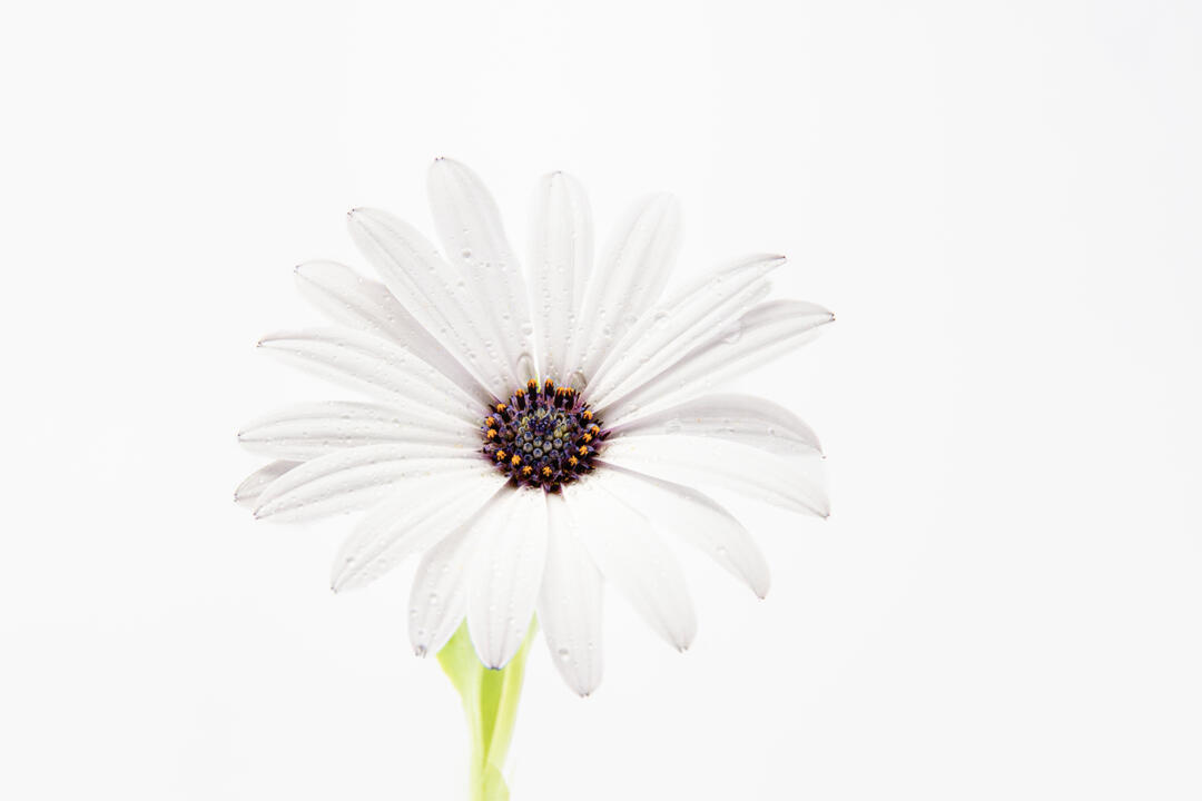 white african daisy