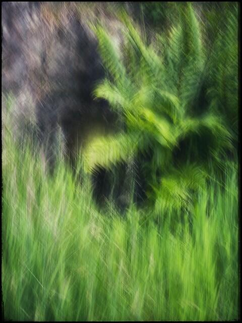 ferns icm