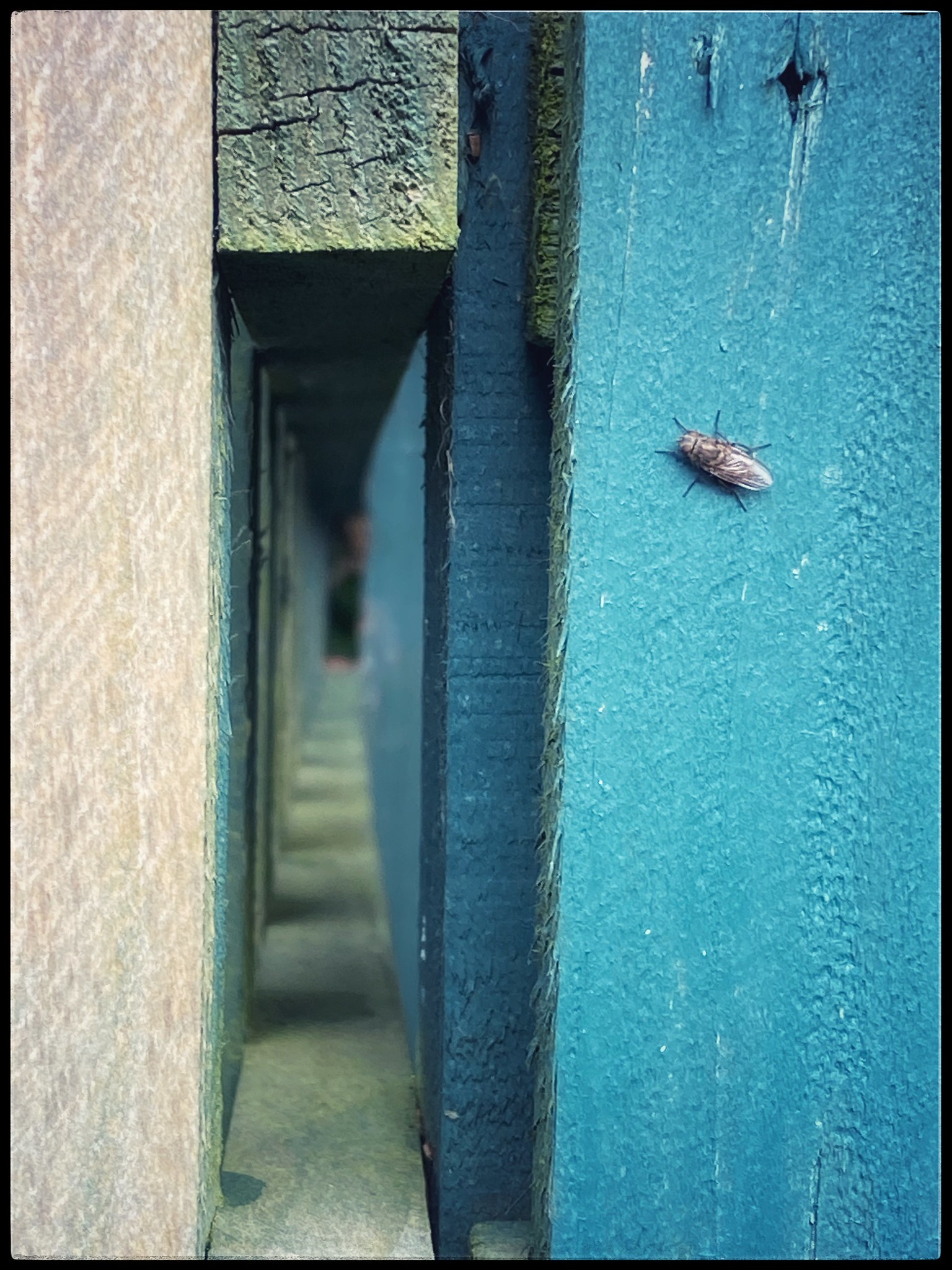 fly on a wall