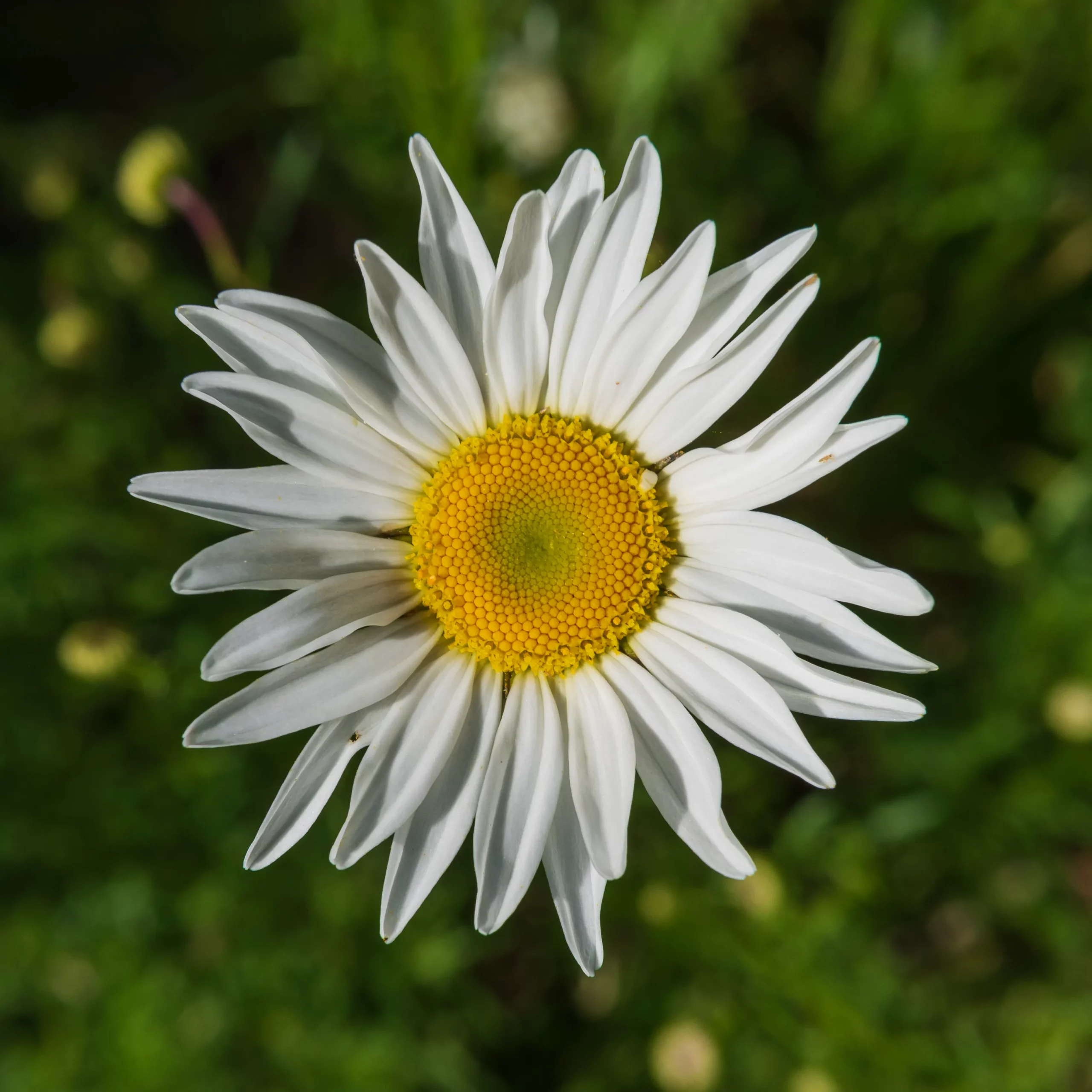 daisy closeup shot