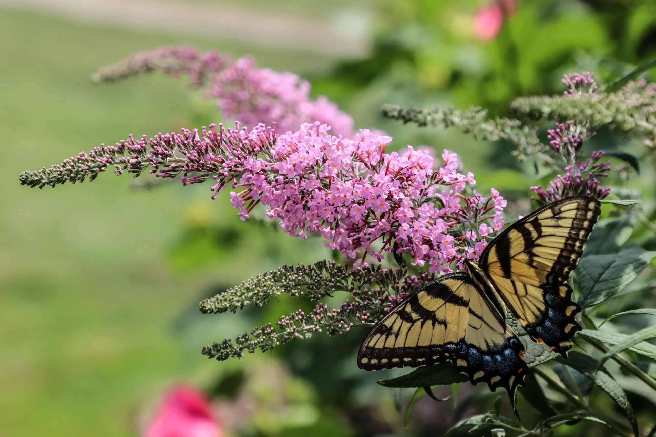 yellow and pink butterfly and flower