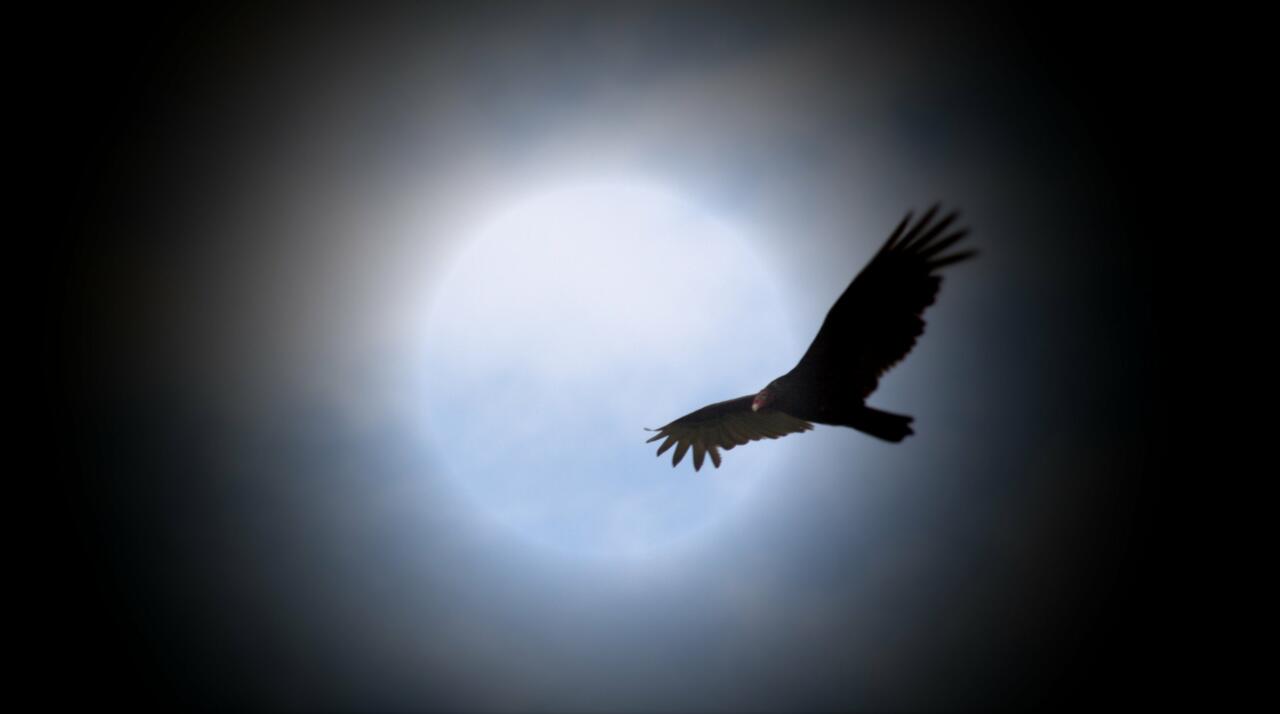 circular vignette eagle