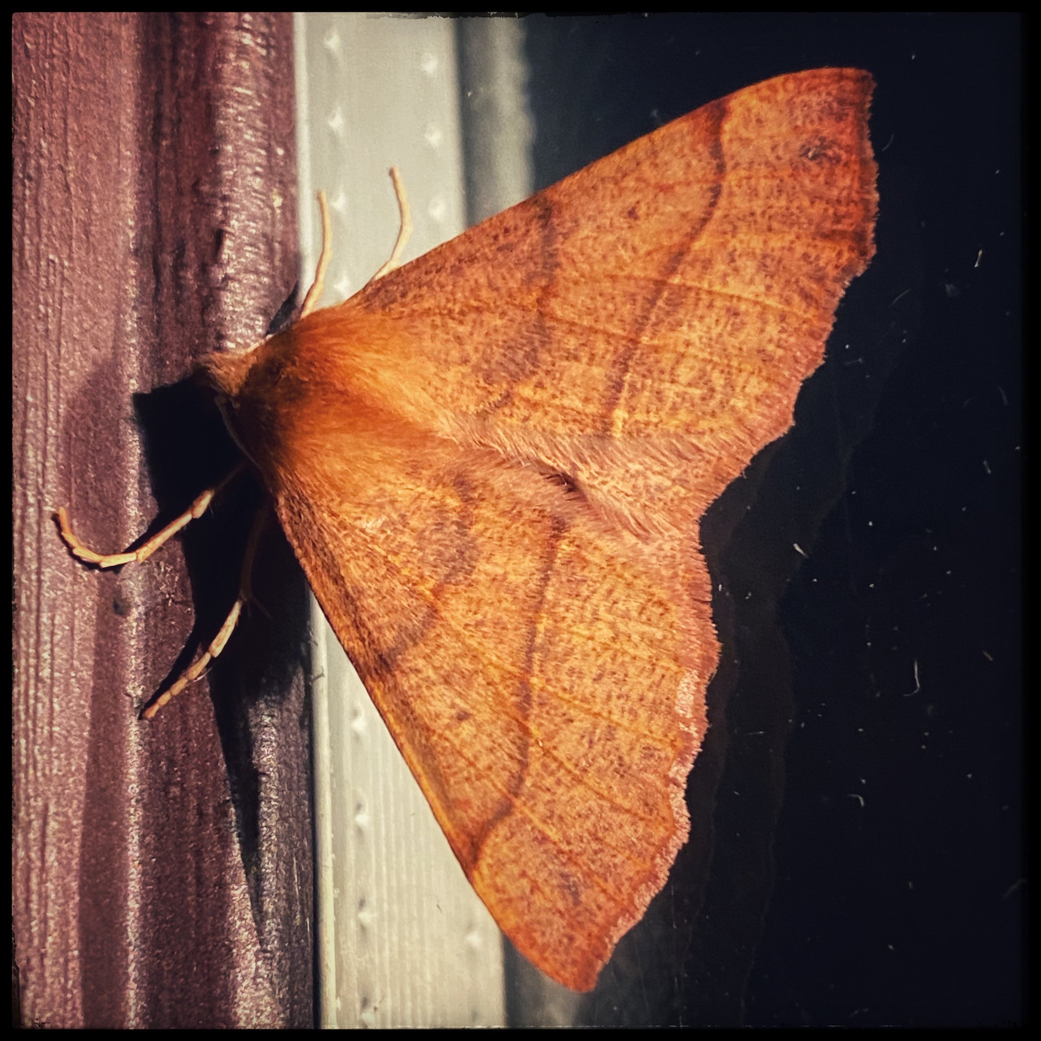 moth on the window