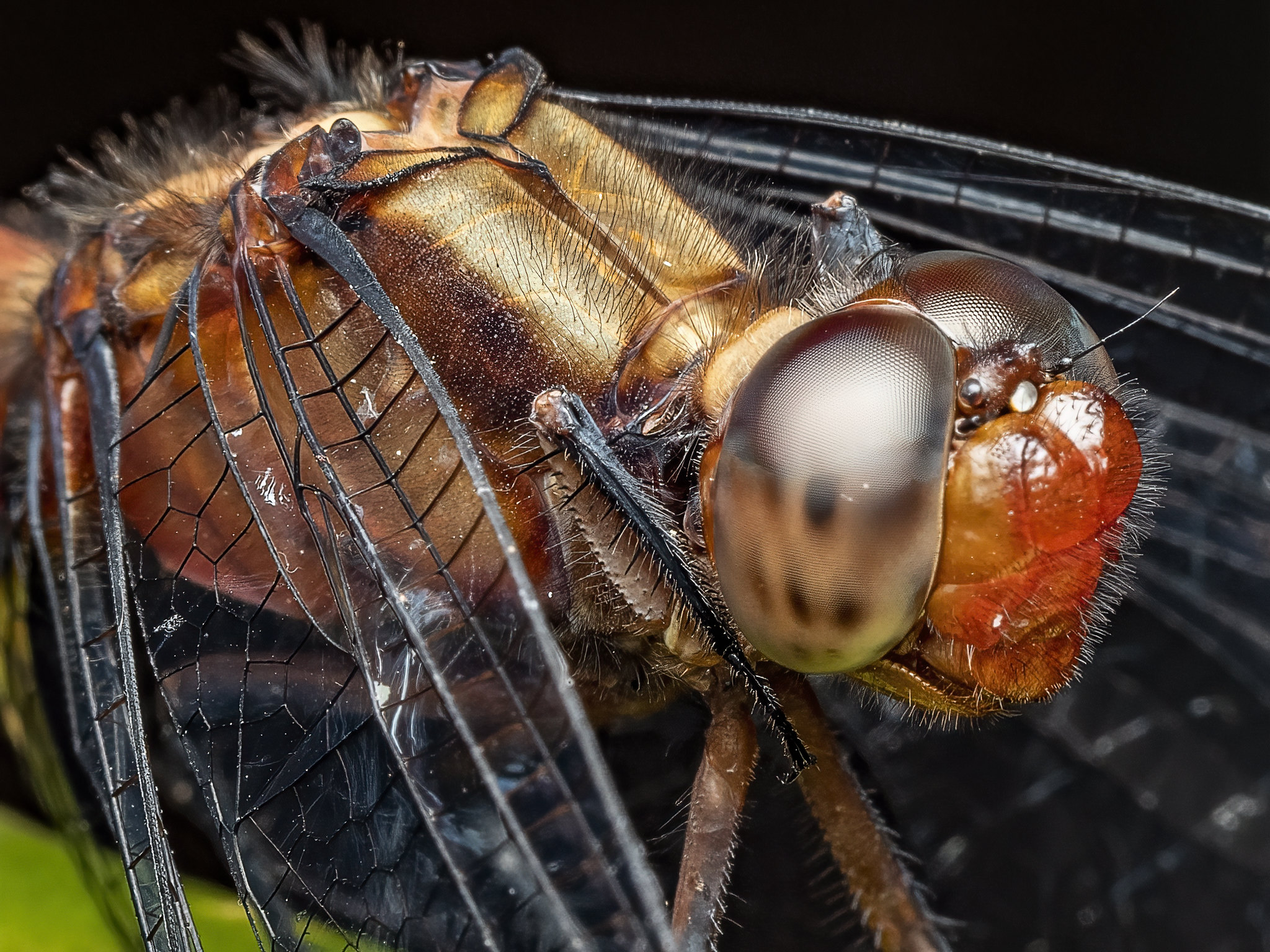 dragonfly macro