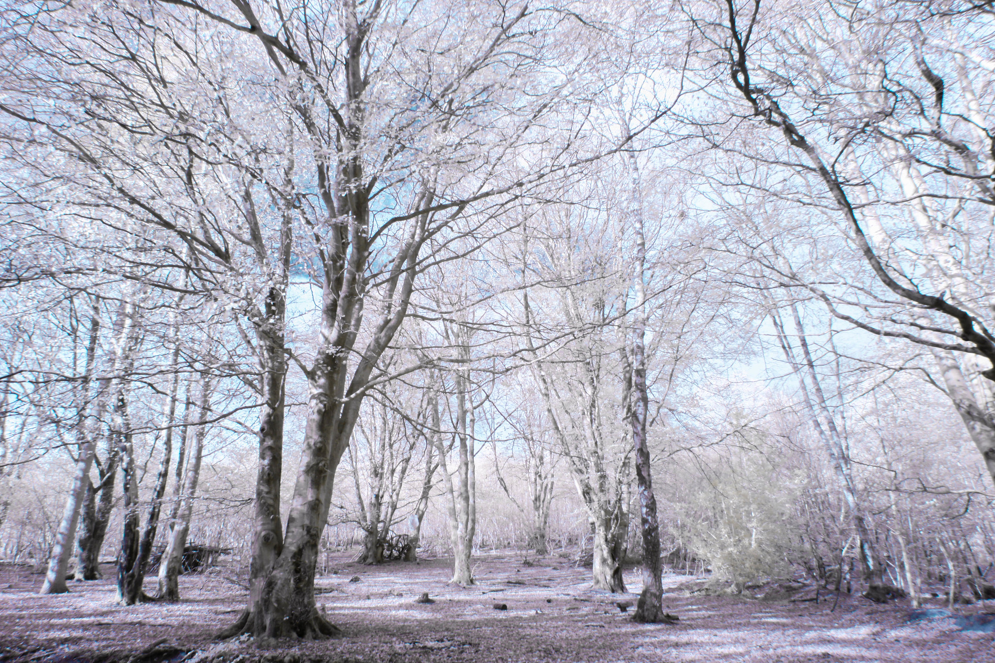 infrared forest