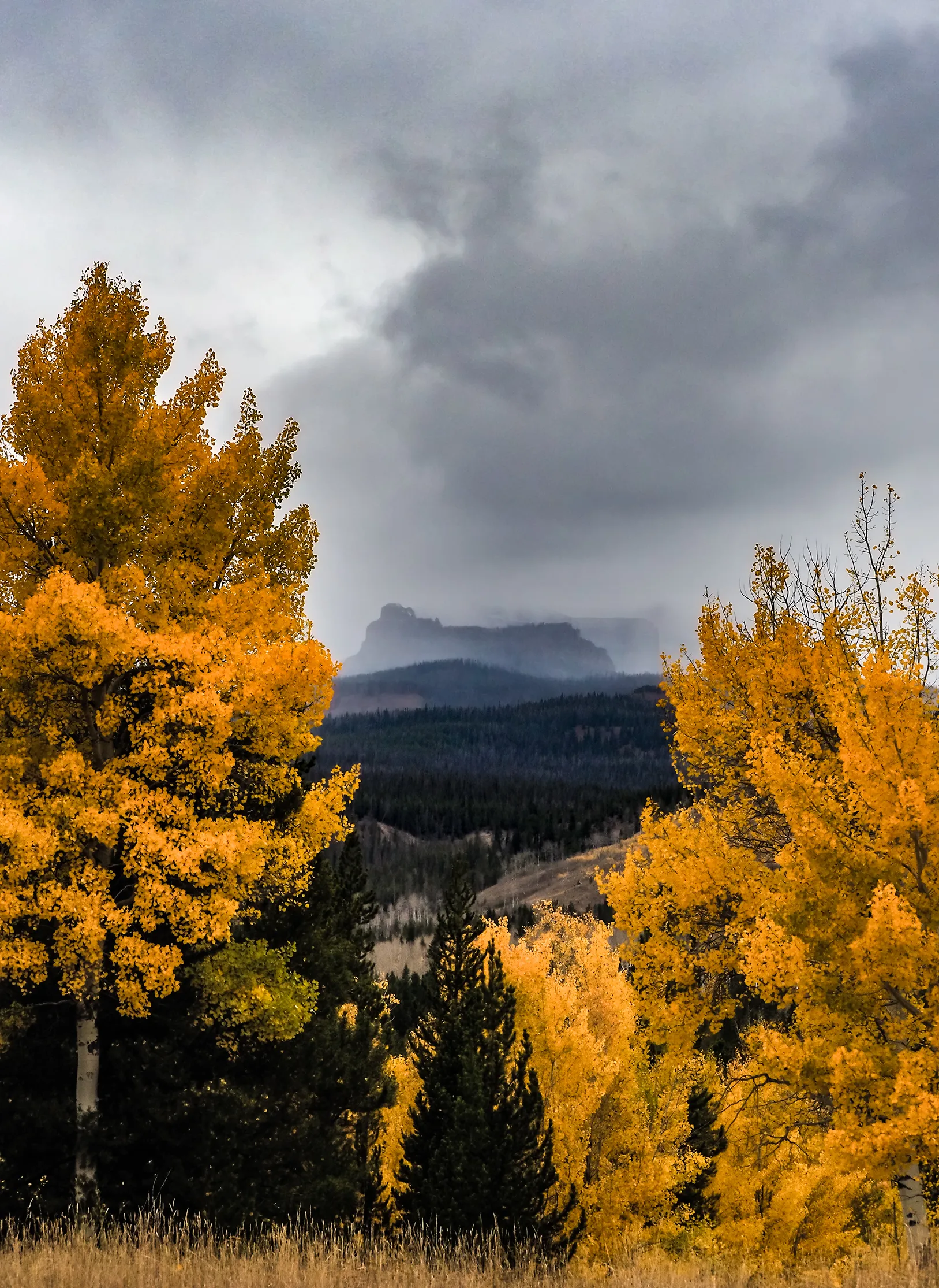 fall scene yellow trees