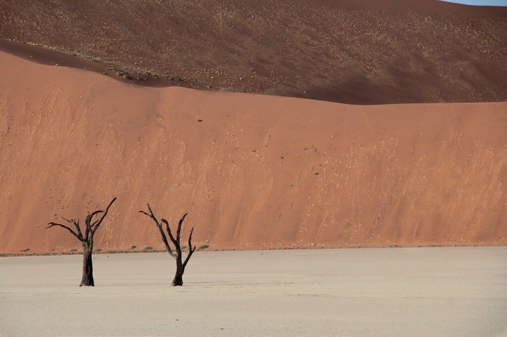 namibia, africa, desert, sand, nature, dune, namib, sossusvlei, tree