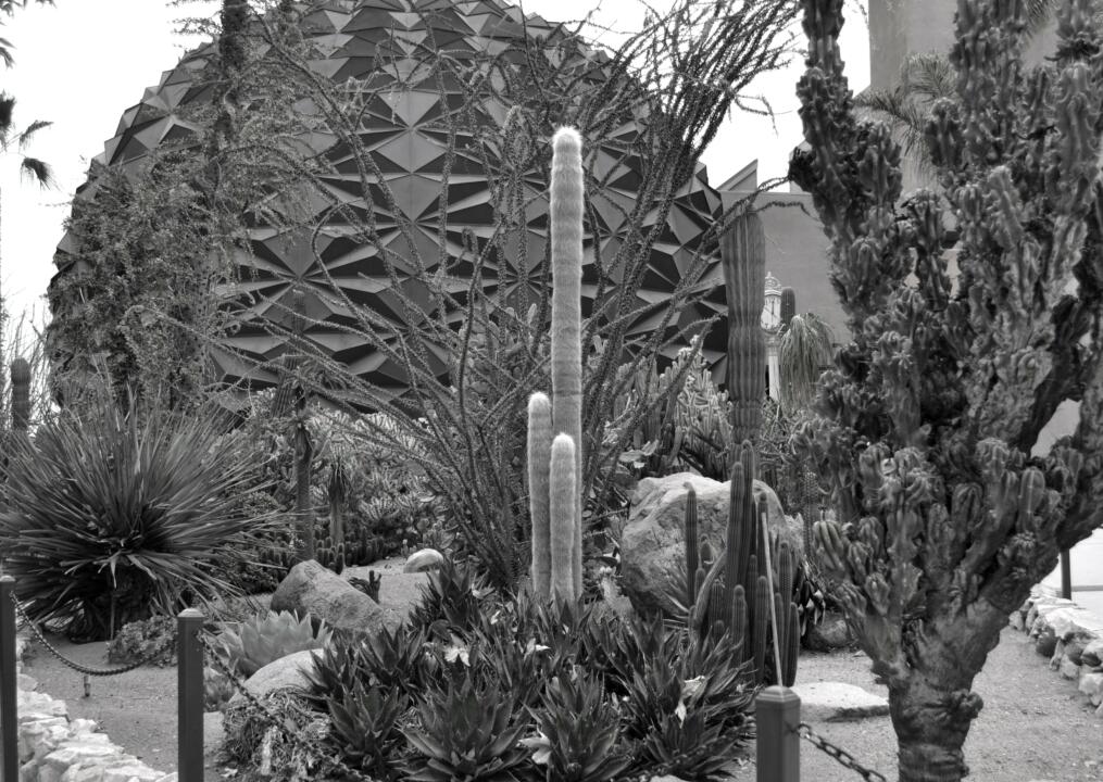 many sorts of cacti