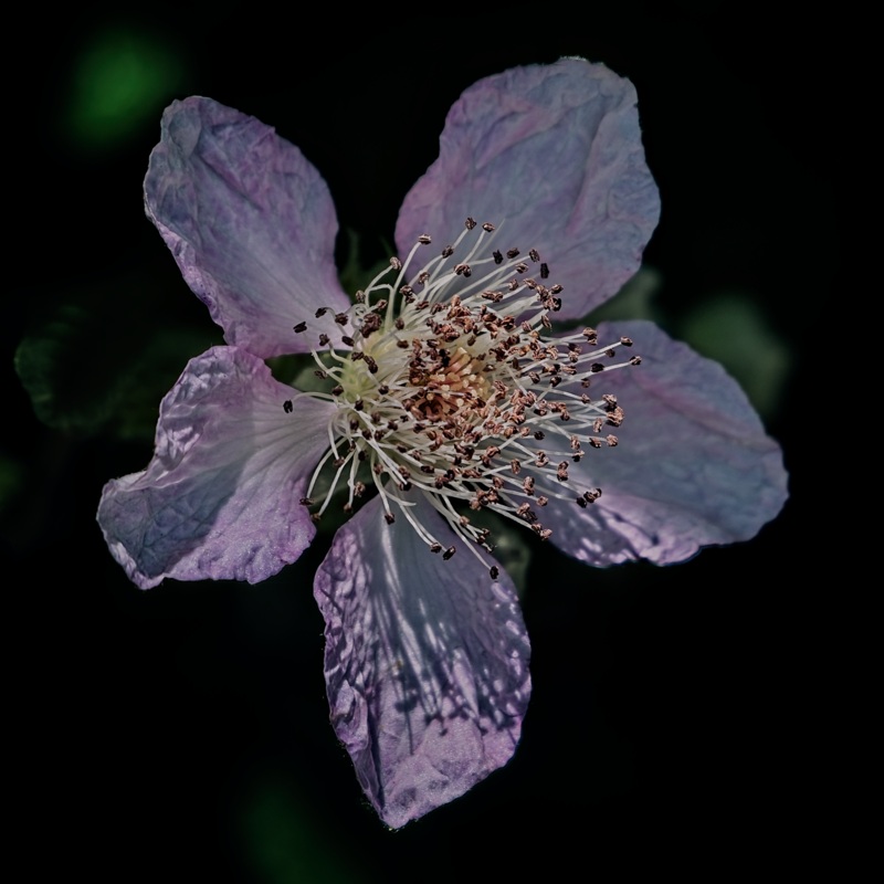 soft purple flower