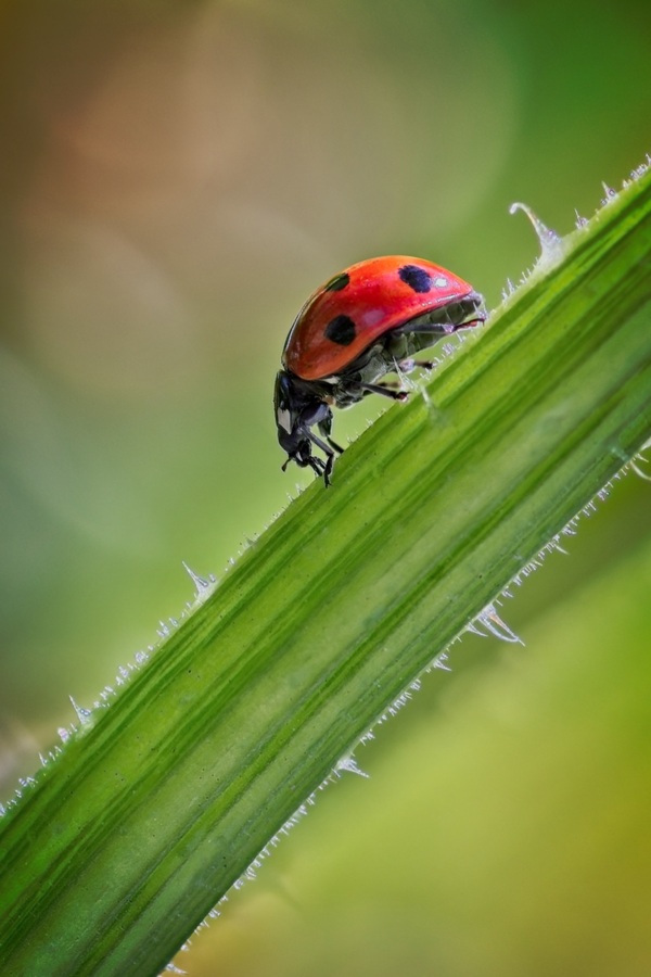 ladybug on the green twig