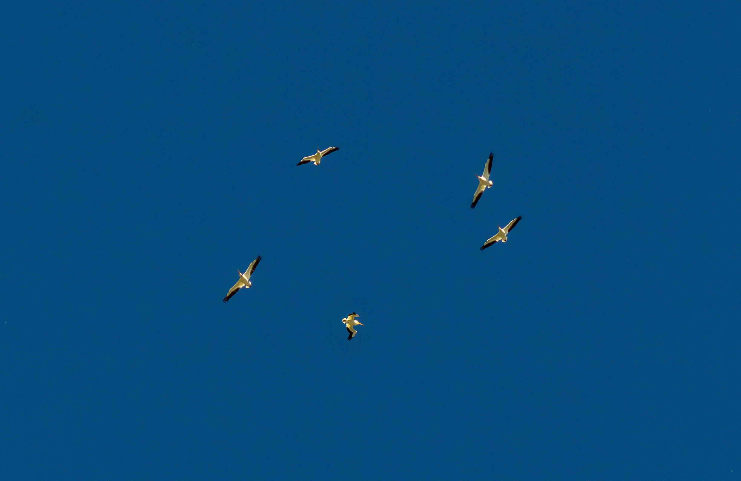 circling pelicans in the deep blue sky