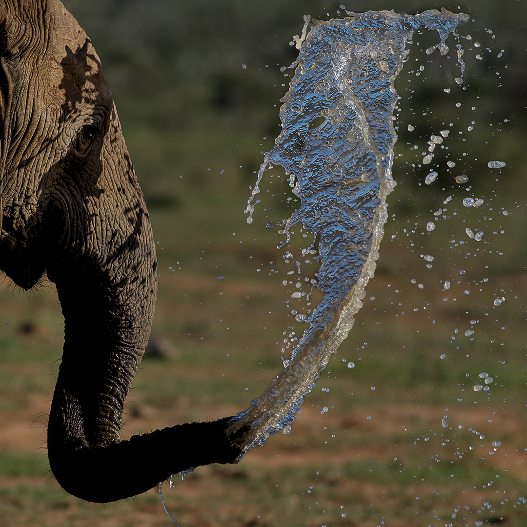 Elephant water spout