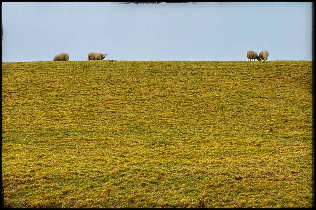 sheep in the peaceful field