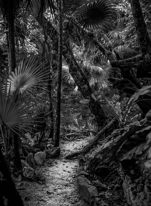 rich tones forest black and white
