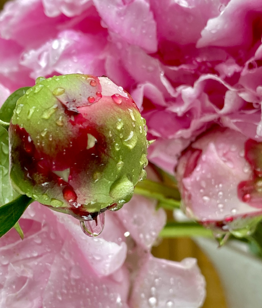 dewy rose closeup