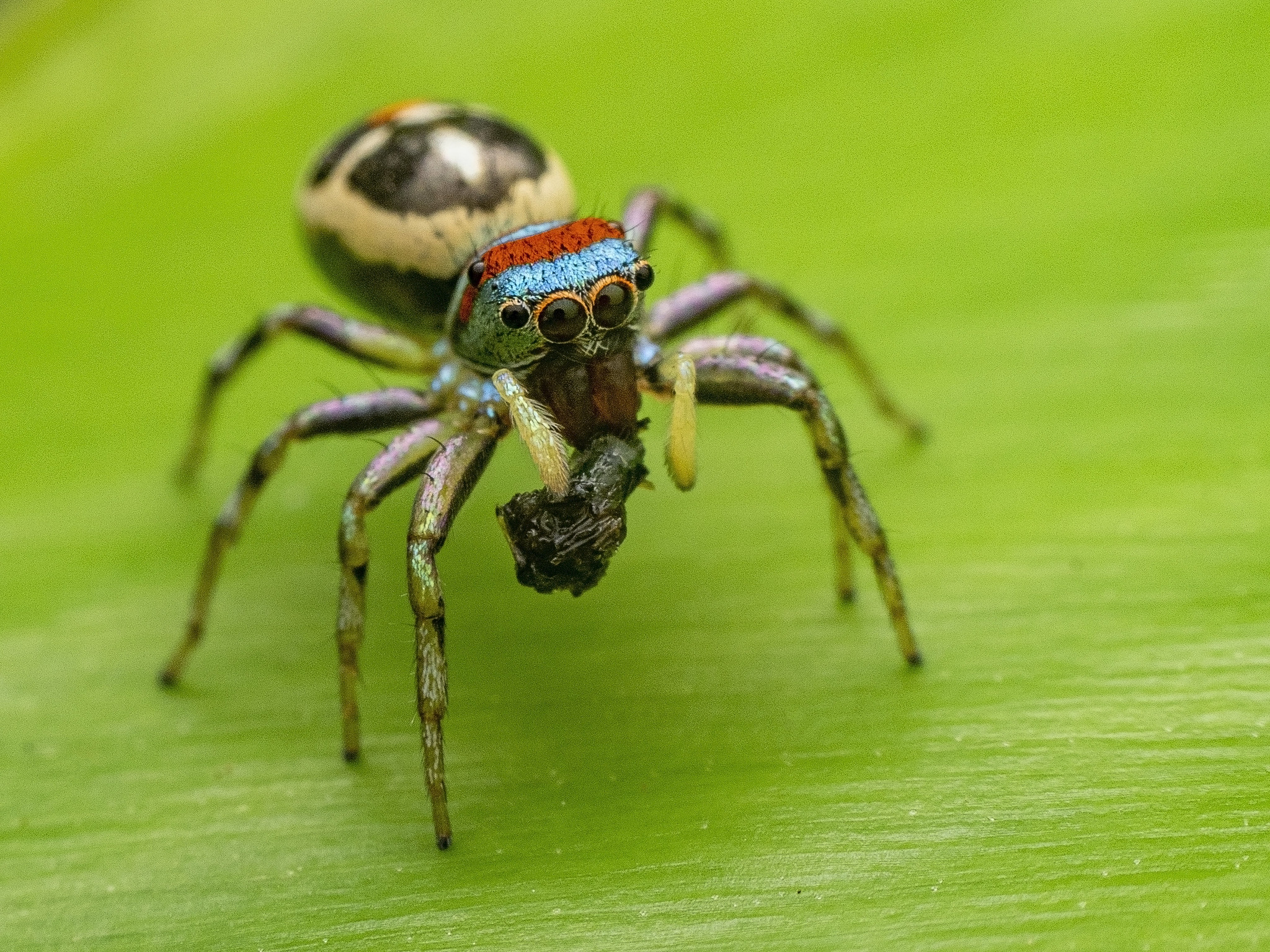 jumping spider on a leaf