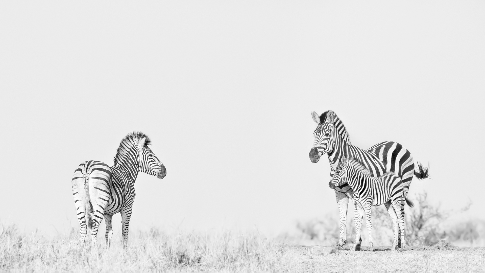zebras in high key