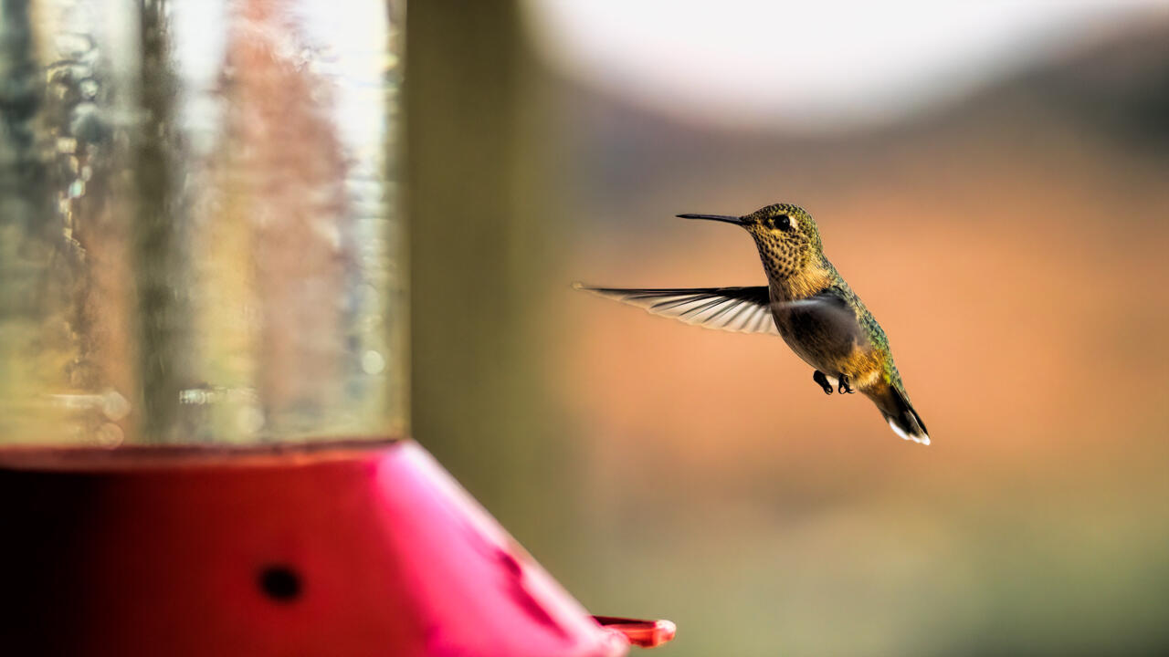 hummingbird closeup 