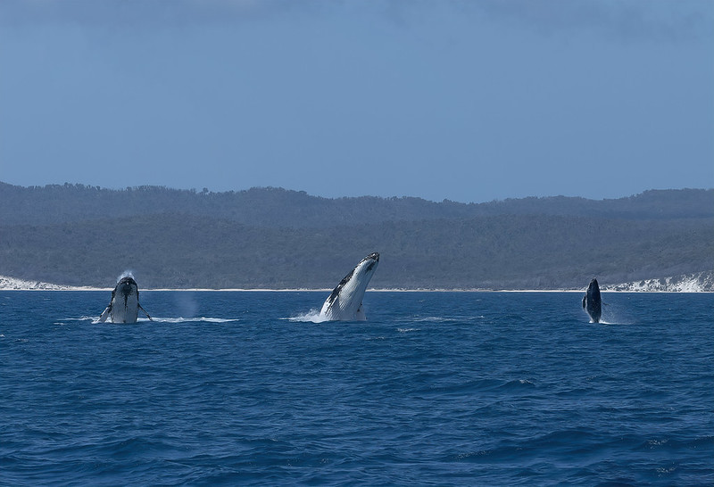 whales jumping