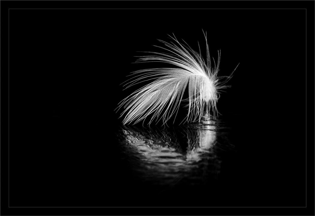 minimal feathers