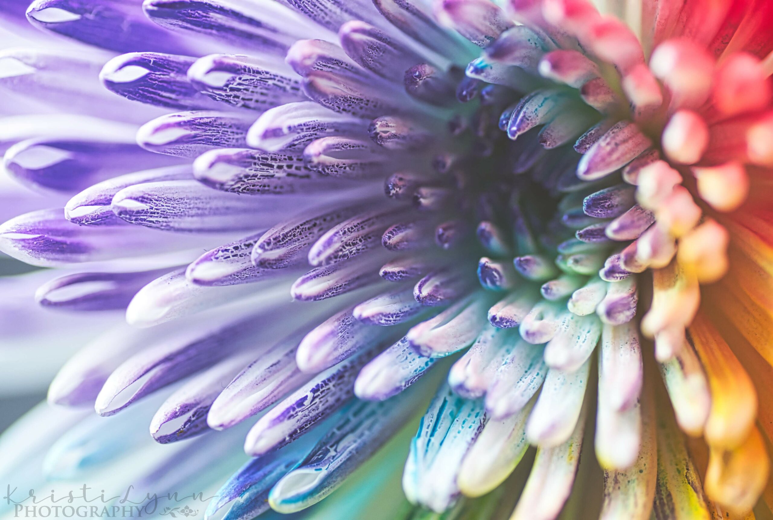 rainbow flower