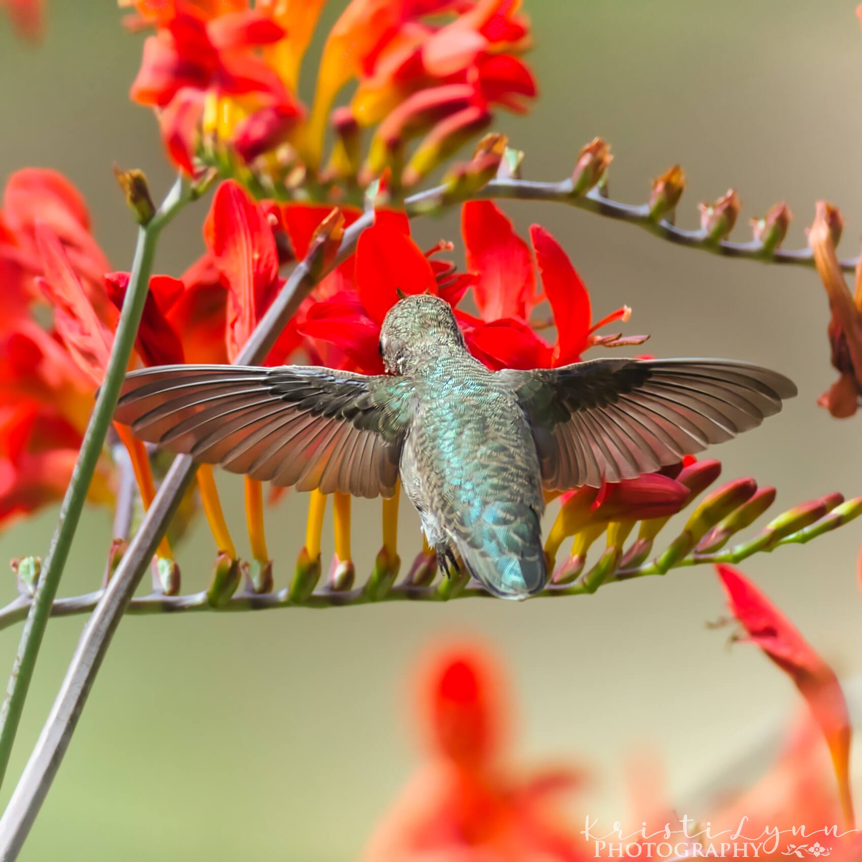 creative hummingbird shot 