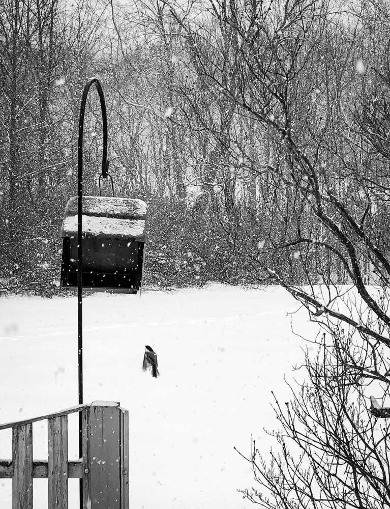 black and white bird shot winter