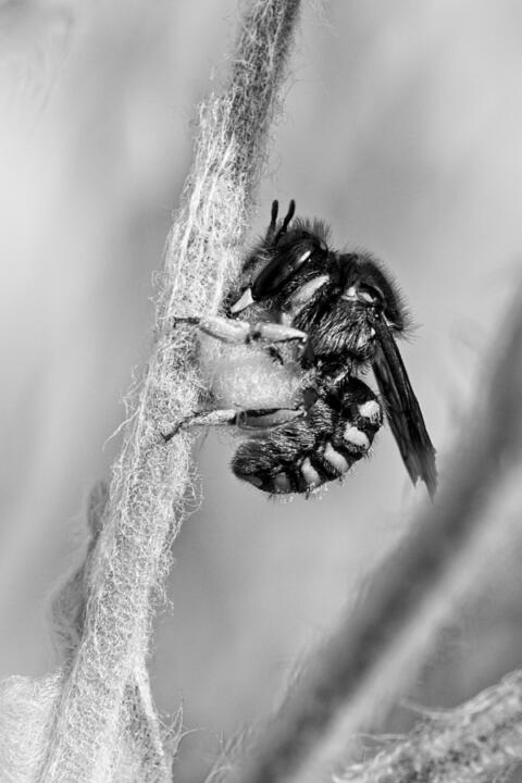 bee black and white
