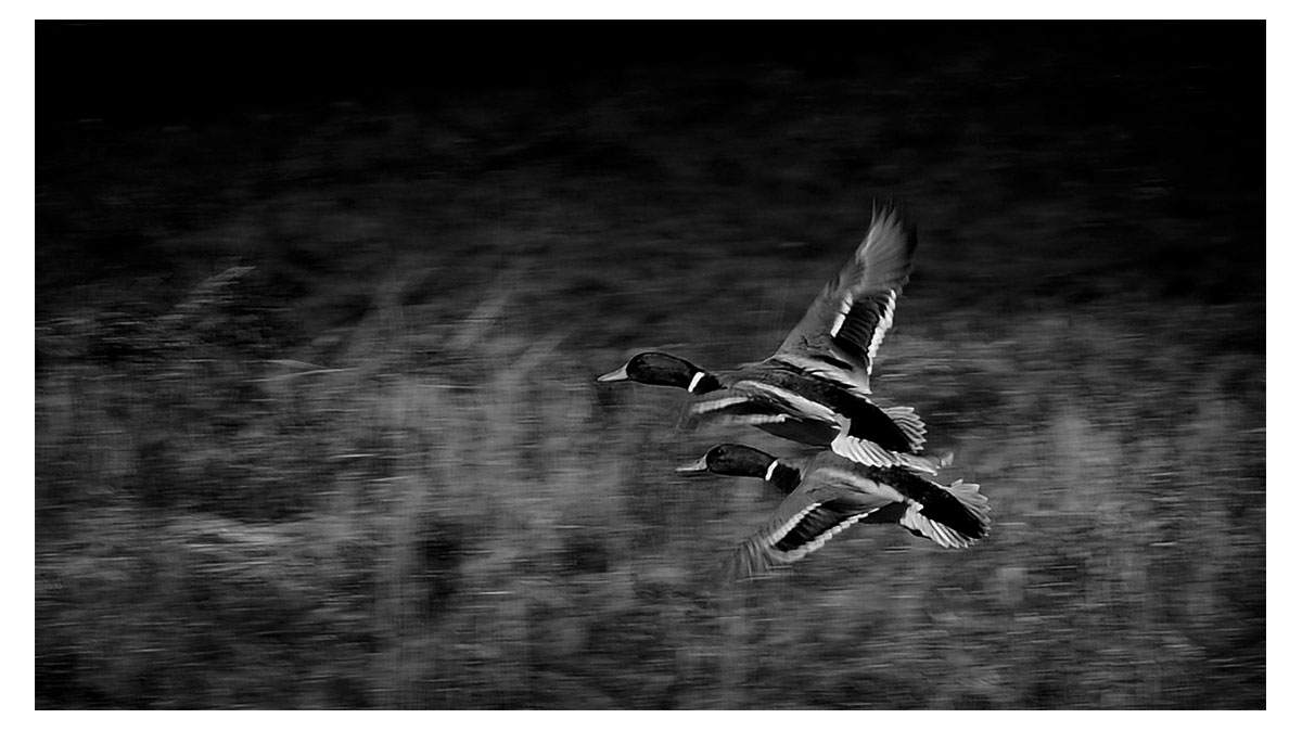 ducks flying black and white