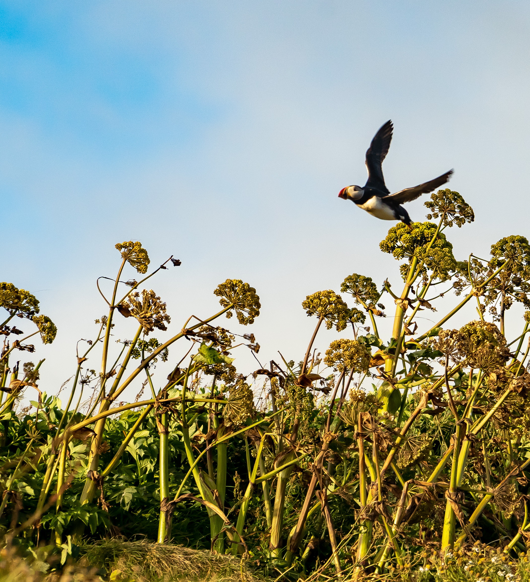 flying puffin