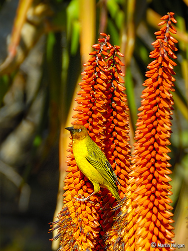 Cape Weaver bird on Aloe ferox flowers