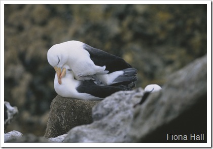 Albatrosses in Antarctica