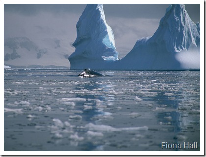 Humpback Whale in Antarctica