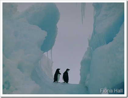 Penguins in Antarctica