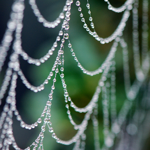 Drip Drops and the Spider Web
