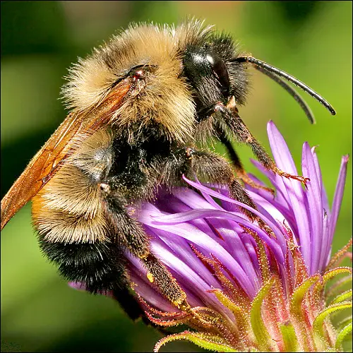 ~ Bee Vibrant ~