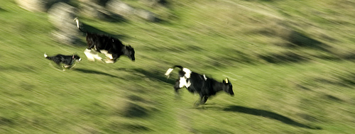 Cloudy the Border Collie Herding Cattle