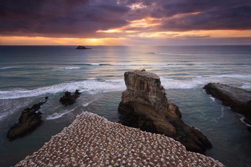 Muriwai sunset