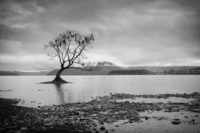 Lone Tree in Lake Wanaka
