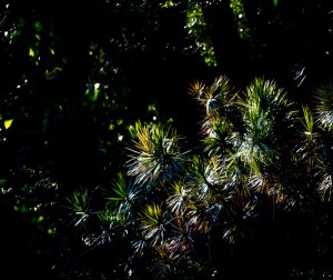 Plant