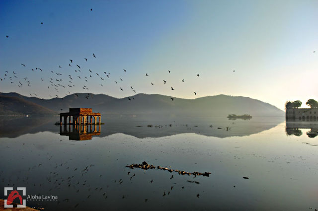 India landscape flock of birds copyright Aloha Lavina