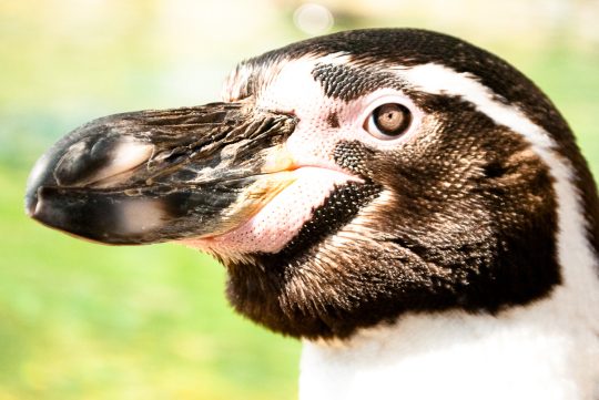 8 use a wide open aperture (The penguin)