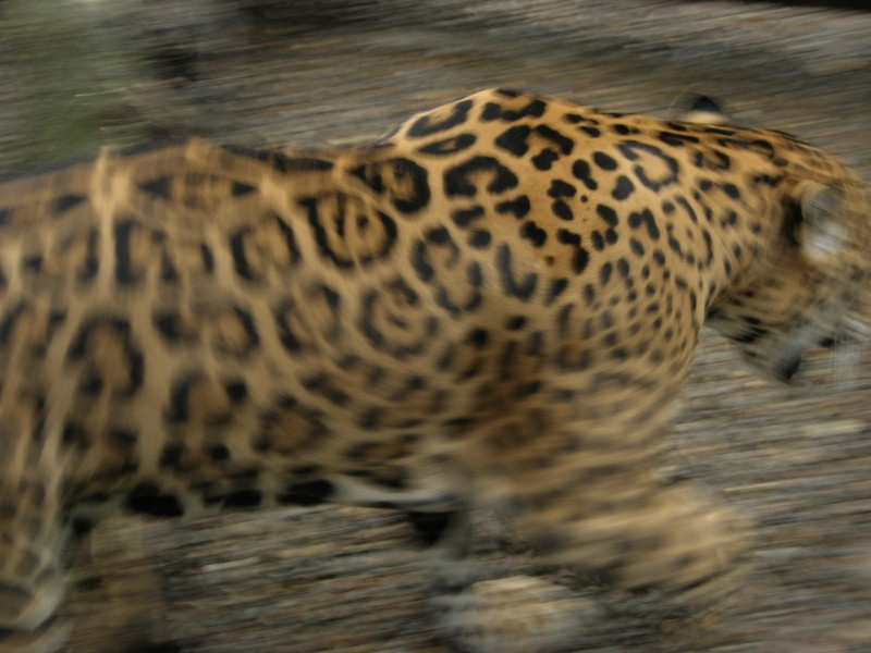 The blur of a fleeing jaguar really animates and brings new life to a scene.- Chase Guttman
