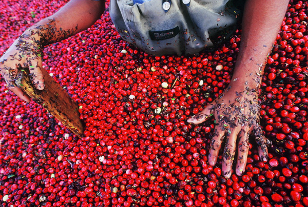 The red stained fingernails of this cranberry harvester, although a small detail, tells a story that extends beyond what is seen in the frame.- Peter Guttman