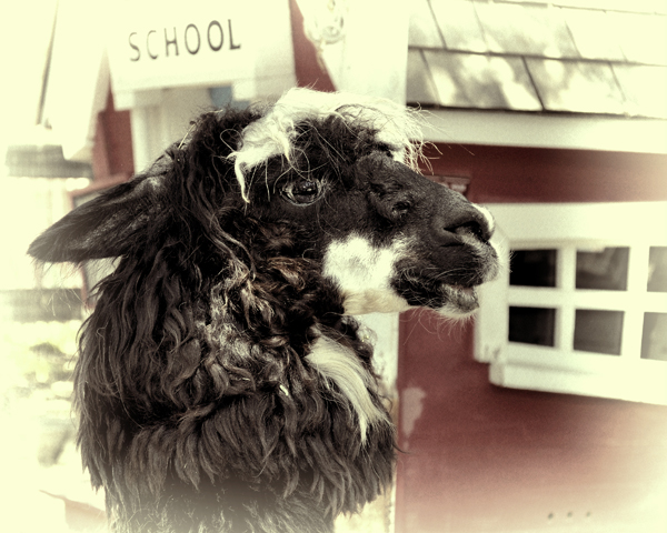 Hand-Tinted Alpaca